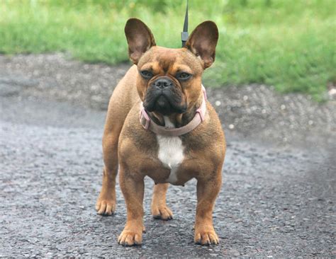 french bulldog fokker.